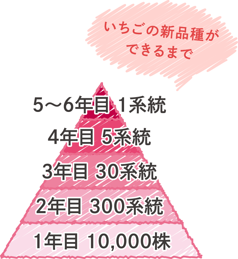 「とちあいか」ができるまで